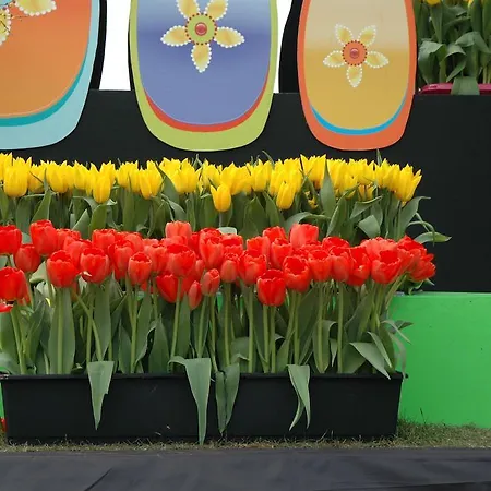 Bed And No Breakfast Joy Oda ve Kahvaltı 3*