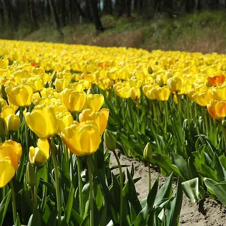 Bed And No Breakfast Joy Bed & Breakfast 3*