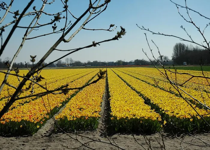 Bed & Breakfast Bed And No Breakfast Joy Noordwijk