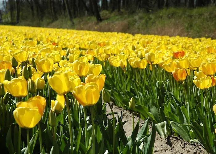 Bed And No Breakfast Joy ベッド・アンド・ブレックファスト 3*